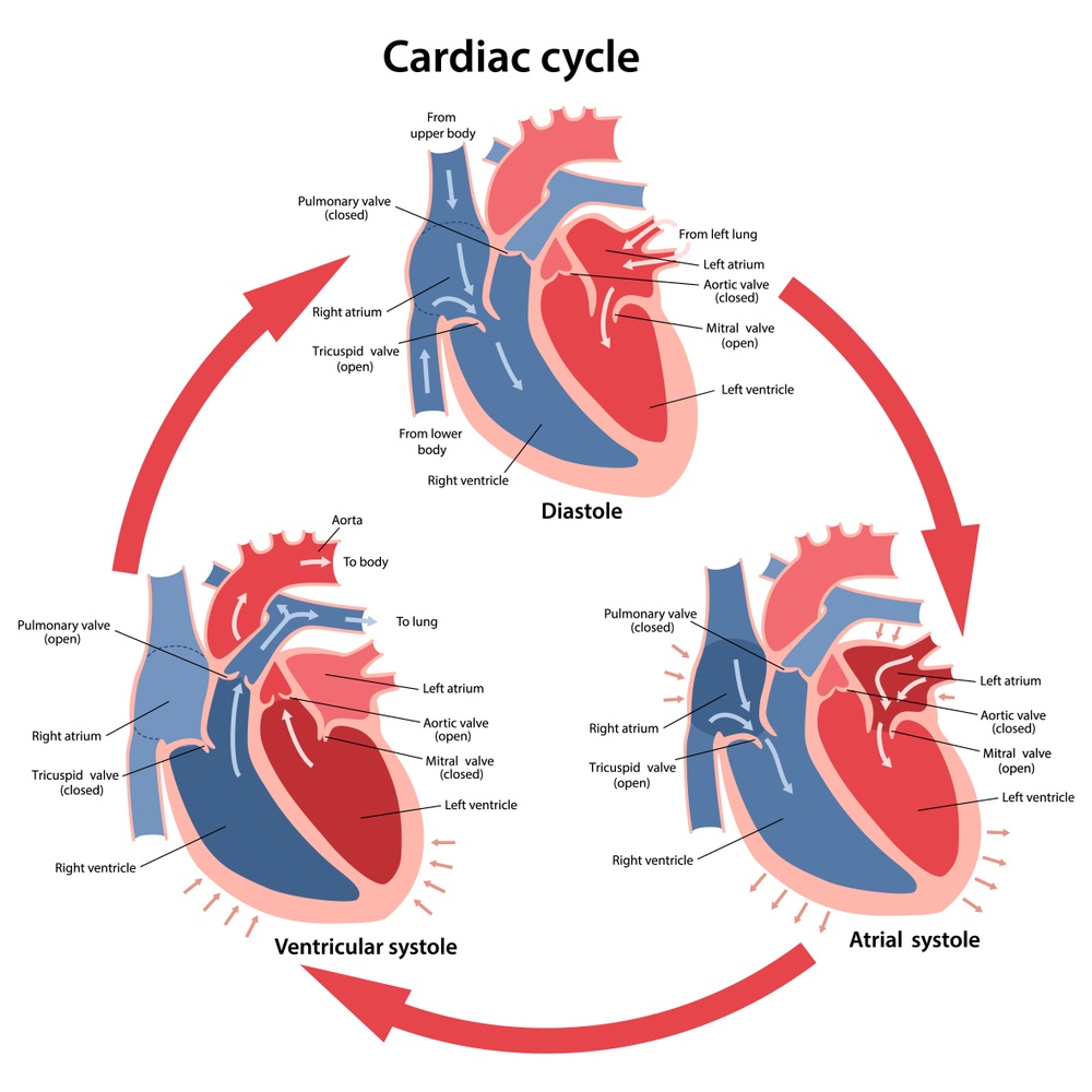 Cardiac Cycle