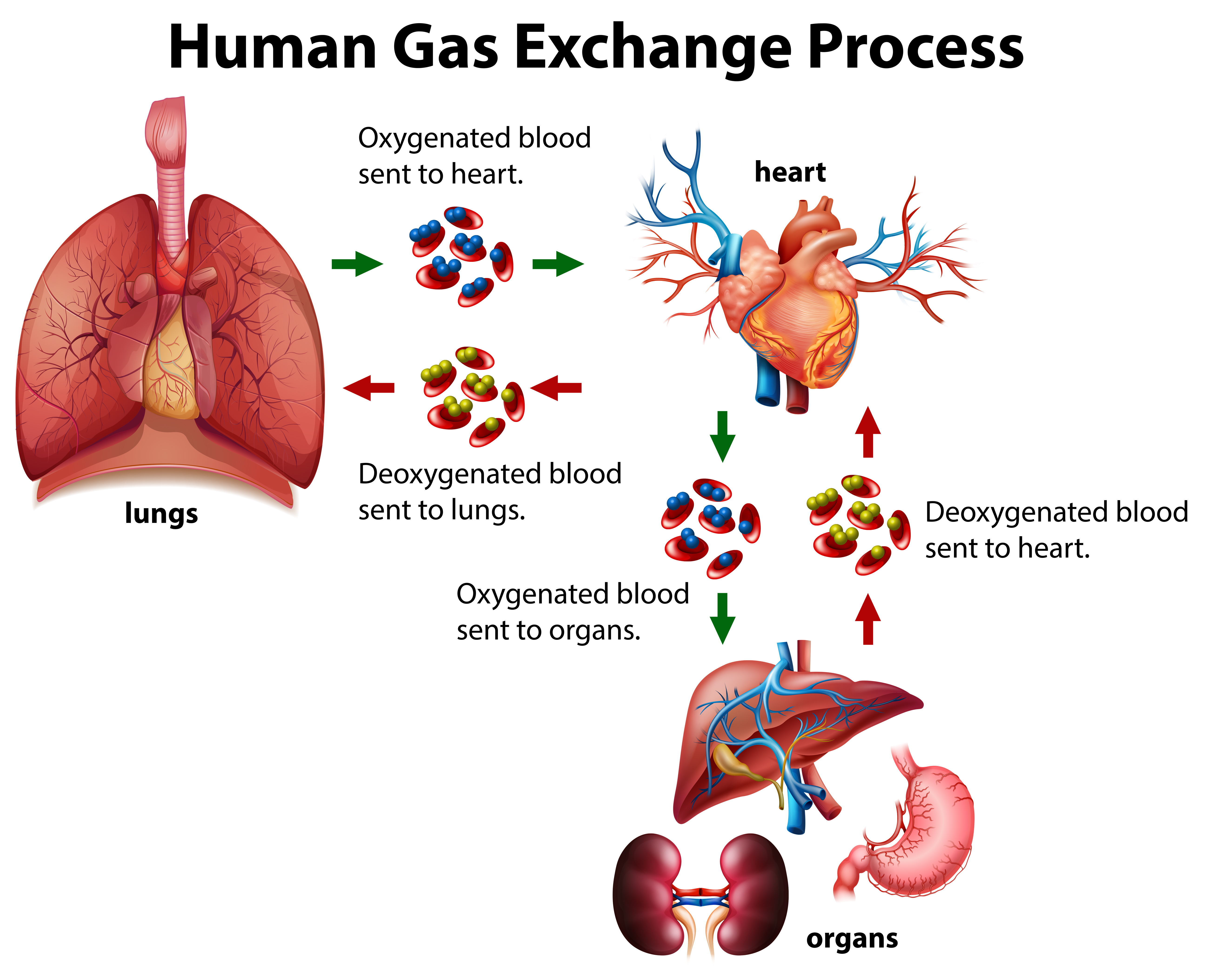 Gas Exchange Process